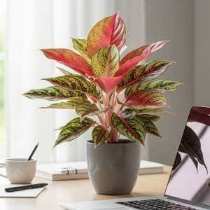 An Aglaonema (Chinese Evergreen) with vibrant, colorful leaves on a modern office desk next to a laptop. The scene is calm and productive, illuminated by soft, indirect light.