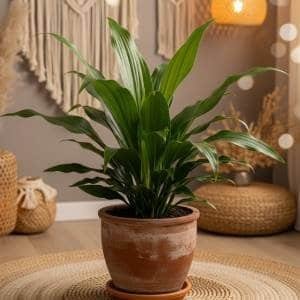 An Aspidistra (Cast Iron Plant) in a terracotta pot on a woven rug, placed in a cozy, bohemian living room with macrame decor and warm ambient lighting.