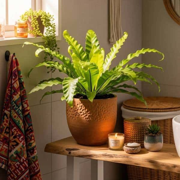 A vibrant Bird's Nest Fern in a textured pot on a natural wood shelf in a cozy, bohemian-style bathroom, surrounded by personal decor and bathed in warm light.