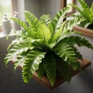A Bird's Nest Fern with broad, wavy leaves sitting on a wooden shelf in a humid bathroom, demonstrating its ability to thrive in moisture. The leaves have visible water droplets.