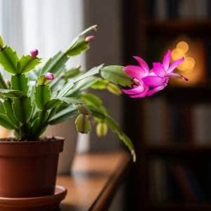 A Christmas Cactus (Schlumbergera) with vibrant pink flowers blooming on its segmented stems. The plant is placed on a wooden windowsill, conveying a sense of warmth and natural beauty in a winter setting.