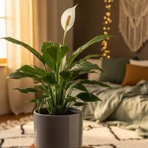 A Peace Lily (Spathiphyllum) with a striking white flower, sitting on a bedside table in a cozy, bohemian-style bedroom with a woven rug and warm lighting.