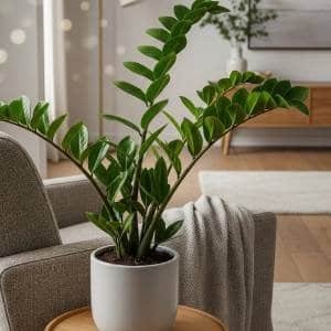 A hyper-realistic shot of a ZZ Plant in a minimalist pot, placed in a serene living room with soft, cinematic lighting and a bokeh background. It highlights the plant's elegant form.